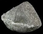 Pyrite Replaced Brachiopod (Paraspirifer) - Ohio #52702-1